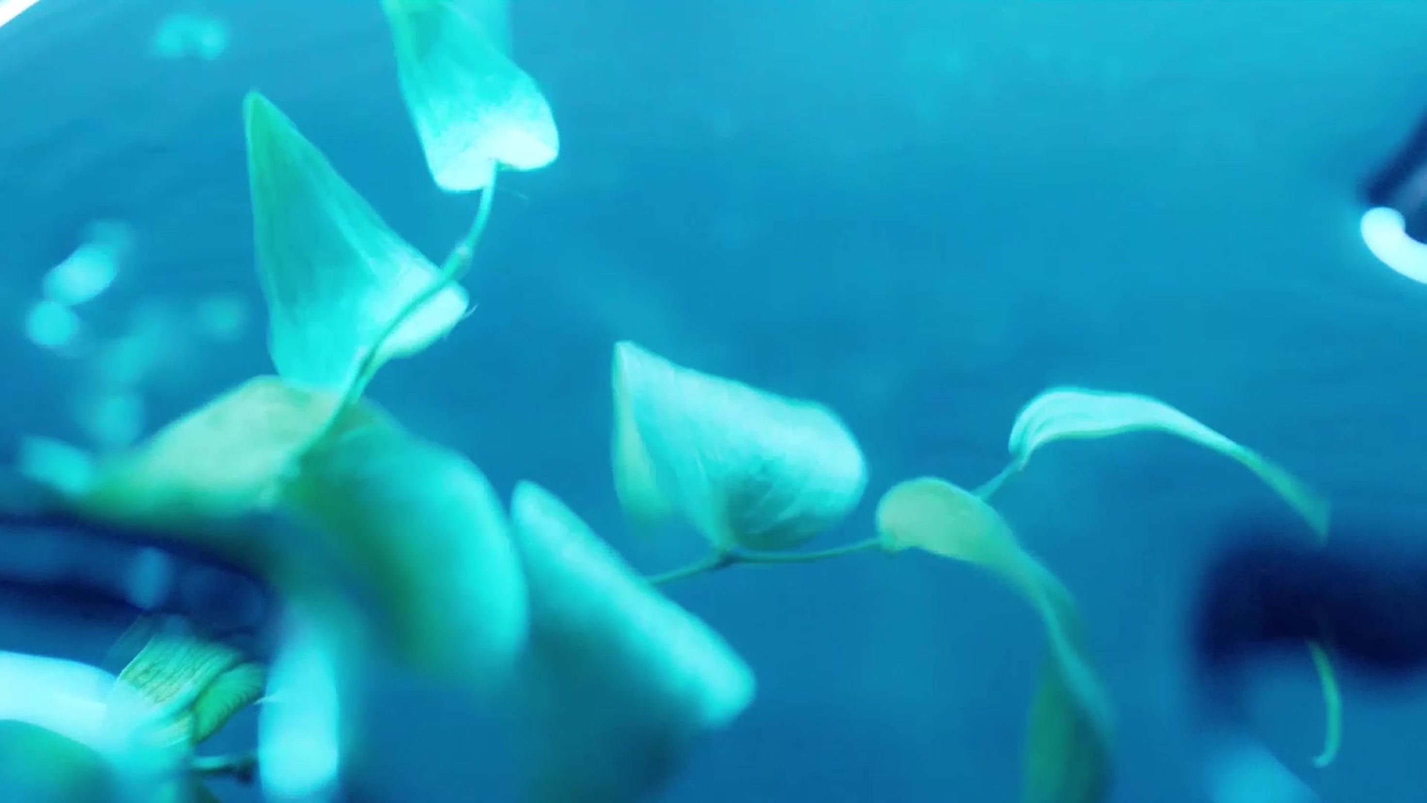 Galeria Melissa | Plastic Dreams